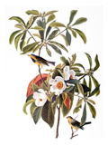 Audubon: Warbler, 1827-38 Giclee Print by John James Audubon
