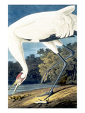 Whooping Crane, Giclee Print by John James Audubon