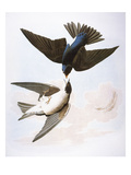 John James Audubon - Audubon: Swallows, 1827-38 - Giclee Baskı John James Audubon - Audubon: Swallows, 1827-38 - Giclee Baskı