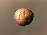 Electrum Nugget, C1100 B.C Lámina fotográfica por Paul Gauguin Electrum Nugget, C1100 B.C Lámina fotográfica por Paul Gauguin