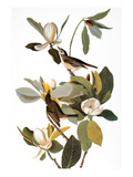Audubon: Vireo Giclee Print by John James Audubon