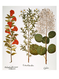 Pomegranate, 1613 Giclee-trykk av Basilius Besler Pomegranate, 1613 Giclee-trykk av Basilius Besler