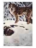 Call Of The Wild, 1903 Giclee-trykk av Paul Bransom