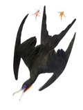 Audubon: Frigatebird Giclee Print by John James Audubon