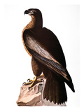 Audubon: Eagle Giclee Print by John James Audubon