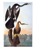 Audubon: Anhinga Giclee Print by John James Audubon