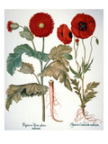 Garden Poppy reproduction procédé giclée par Basilius Besler