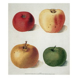 Epler Giclee-trykk av George Brookshaw Epler Giclee-trykk av George Brookshaw