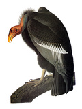 Audubon: Condor Giclee Print by John James Audubon
