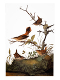 Audubon: Wren Giclee Print by John James Audubon