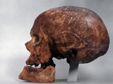 Cro-Magnon Skull Photographic Print