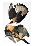 Audubon: Caracara, 1827-38 Giclee Print by John James Audubon