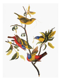 Audubon: Sparrows Giclee Print by John James Audubon