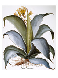 Agave, 1613 Giclee Print by Basilius Besler