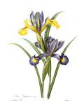 Spanish Iris Giclee Print by Pablo Picasso Spanish Iris Giclee Print by Pablo Picasso