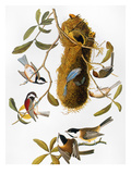 Audubon: Titmouse Giclee Print by John James Audubon