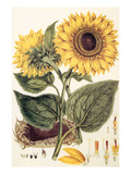 Sunflower Giclee Print by John Miller
