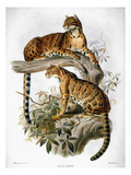 Clouded Leopard, 1883 Giclee-trykk av George Brookshaw Clouded Leopard, 1883 Giclee-trykk av George Brookshaw