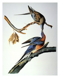 Audubon: Passenger Pigeon Giclee Print by John James Audubon