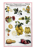 New Fruits, C1950S Giclee Print