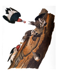 Audubon: Woodpecker Lámina giclée por John James Audubon Audubon: Woodpecker Lámina giclée por John James Audubon
