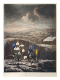 Thornton: Crocusi reproduction procédé giclée par William Ward