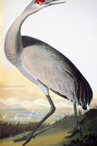 Audubon: Sandhill Crane Giclee Print by John James Audubon