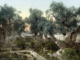 Garten Gethsemane, Der Fotografie-Druck