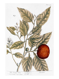 Orange Tree, 1735 Giclee Print by Elizabeth Blackwell