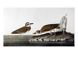 Audubon: Plover, 1827-38 Giclee Print by John James Audubon