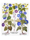 Bluebell And Morning Glory Giclee Print by Basilius Besler