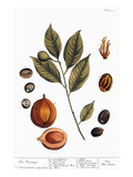 Nutmeg, 1735 reproduction procédé giclée par Elizabeth Blackwell
