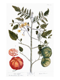 Tomato Plant, 1735 Giclee-trykk av Elizabeth Blackwell