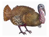 Turkey, 1560 Giclée-Druck von Conrad Gesner
