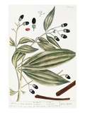 Malabar Cinnamon, 1735 Giclee Print by Elizabeth Blackwell