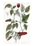 Chili Pepper, 1735 Giclee-trykk av Elizabeth Blackwell