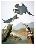 Audubon: Kingfisher, 1827 Giclee Print by John James Audubon