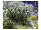 Van Gogh: Lilacs, 19Th C Giclee-trykk av Vincent van Gogh Van Gogh: Lilacs, 19Th C Giclee-trykk av Vincent van Gogh