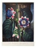 Thornton: Passion-Flower Giclee Print by James, The Elder Hopwood
