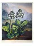Thornton: Auriculas Giclee Print by Richard Earlom