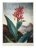 Thornton: Indian Reed reproduction procédé giclée par Caldwall 