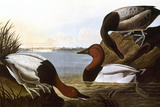 Audubon: Canvasback, 1827 Giclee Print by John James Audubon