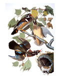 Audubon: Duck Giclee Print by John James Audubon