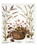 Cyclamen & Lavender, 1613 Giclee Print by Basilius Besler