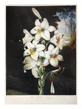 Thornton: White Lily Giclee Print by Joseph Constantine Stadler