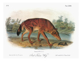 Red Wolf (Canis Lupus) reproduction procédé giclée par John James Audubon