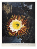 Thornton: Cereus Giclee Print by Robert Dunkarton