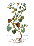 Gourd, 1735 Giclee-trykk av Elizabeth Blackwell