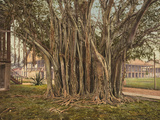 Florida: Rubber Tree, C1900 Photographic Print