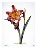 Amaryllis reproduction procédé giclée par Andre Derain